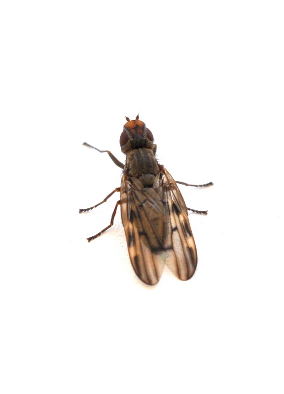 Ulididae: Dorycera sp.